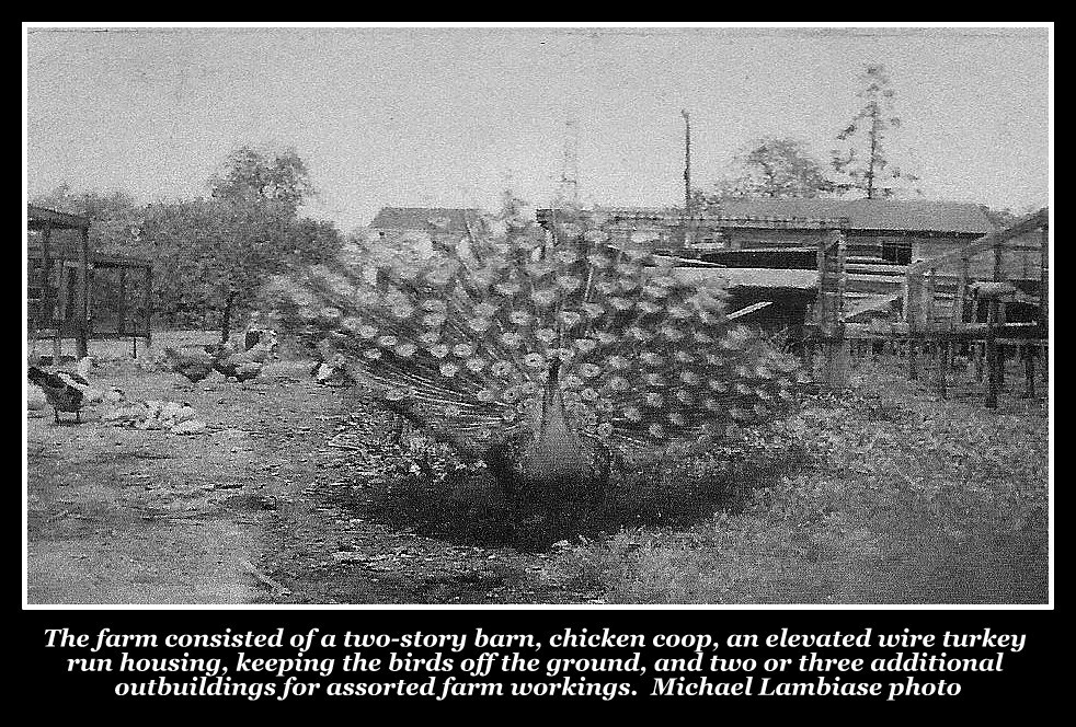 Peacock, Lambiase Farm, Nutley NJ, Michael Lambiase photo