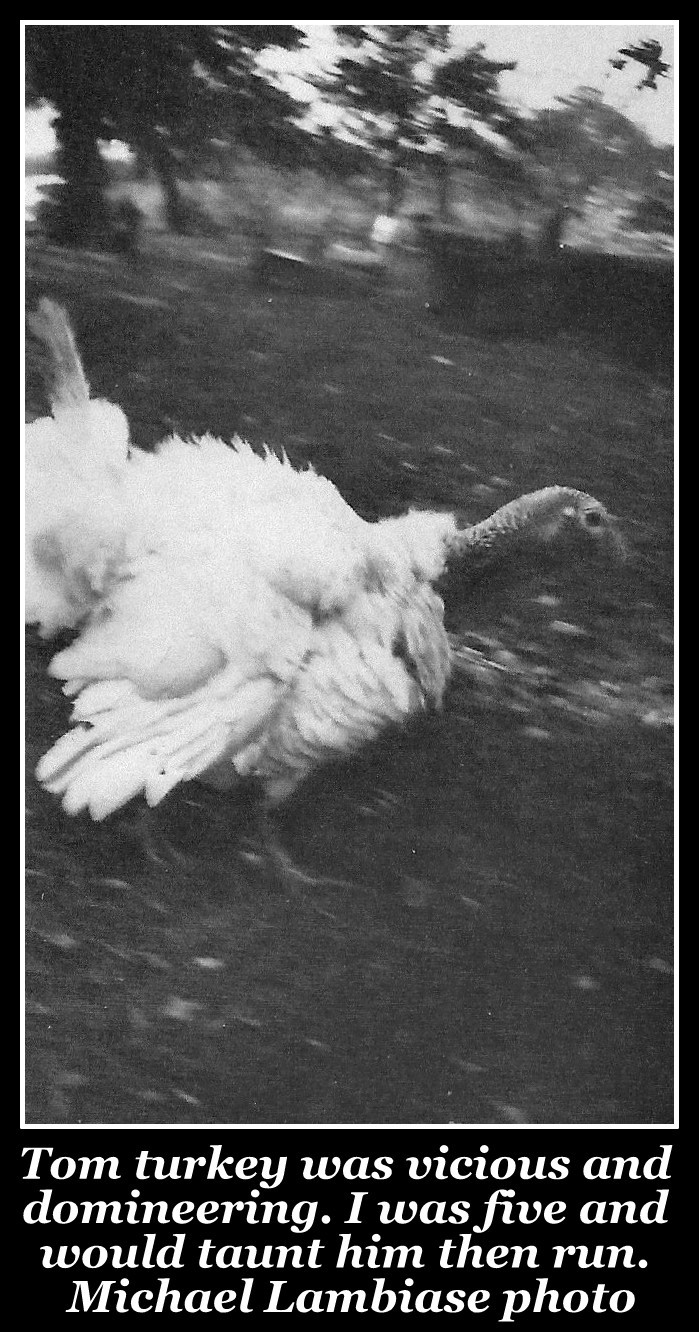 Tom Turkey, Lambiase Farm, Nutley NJ, Michael Lambiase photo