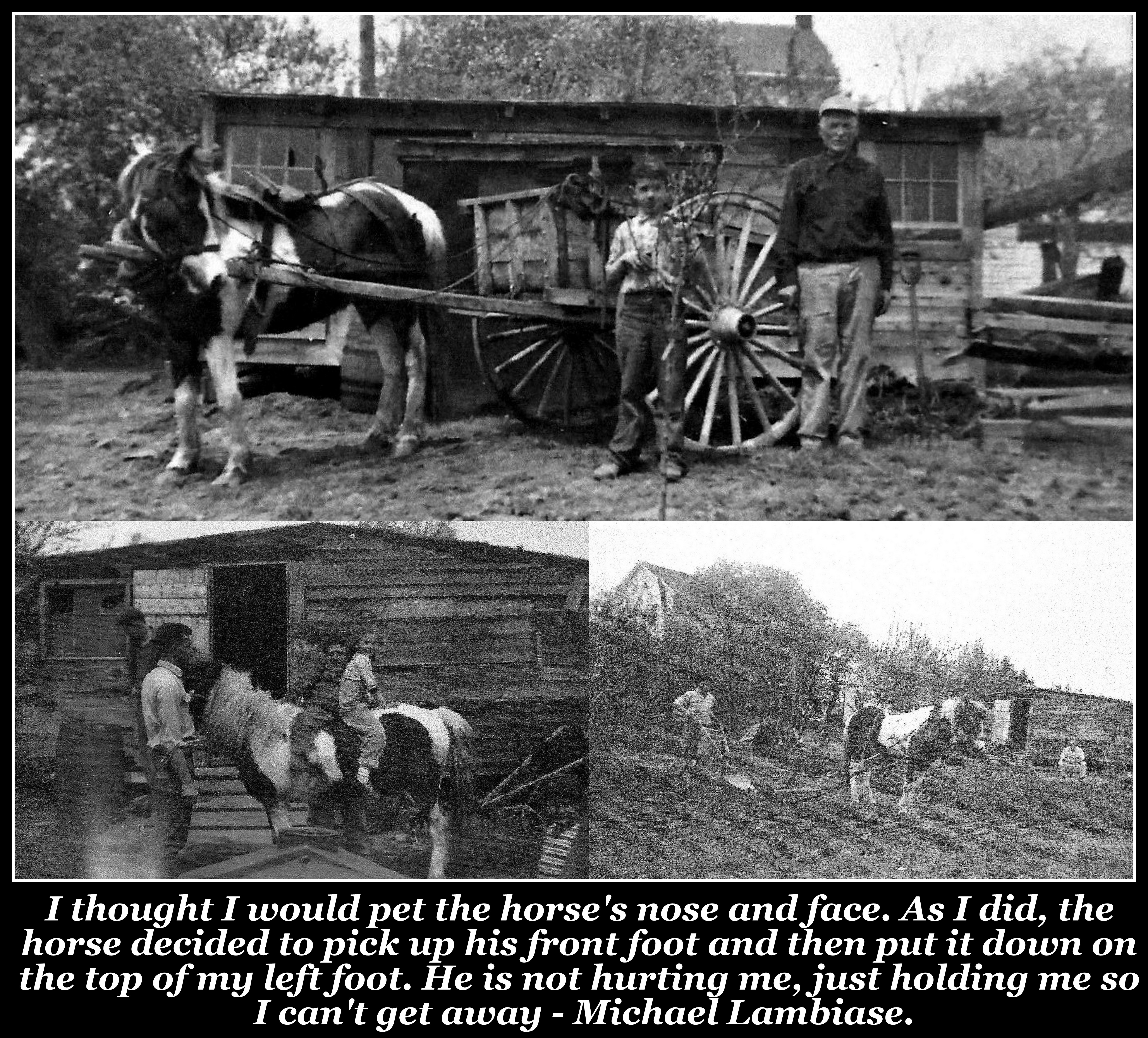 Lambiase Farm, Nutley NJ, Michael Lambiase photo